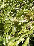 P. caerulea, Blütenknospe, Blätter und Sprossranken.
