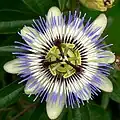 Blaue Passionsblume mit fädigem Strahlenkranz