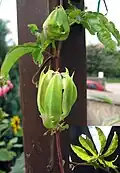 Blüte verblüht und Blatt.