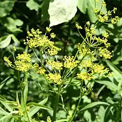 Pastinake