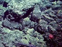Segmentierter Basalt auf dem Patton Seamount. Unten rechts sind eine kleine Koralle und ein Tintenfisch zu sehen.