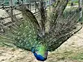 19 Pavão (Pfau) 73-74-75-76