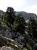 Der Velje leto