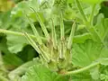 Typische storchschnabelförmige Früchte am Beispiel Pelargonium capitatum