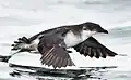 Garnot-Sturmvogel