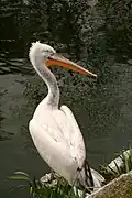 Krauskopfpelikan