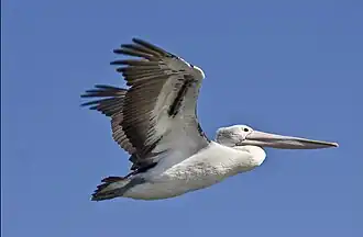 Ein Pelikan