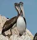 Zwei Jungvögel