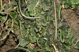Gametophyten und Sporophyten des Lebermooses Pellia epiphylla