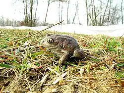 Knoblauchkröte