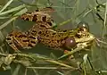 Männlicher Levante-Wasserfrosch von Judaydat Al-Wadi, Damaskus, Syrien