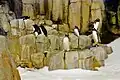 Pinguine in der antarktischen Polarregion