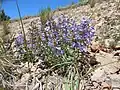 Penstemon radicosus