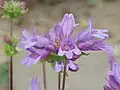 Sägeblättriger Bartfaden (Penstemon serrulatus)