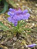 Penstemon uintahensis