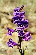 Penstemon venustus