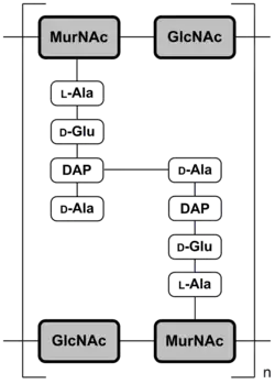 Abb. 2a: Schematische Darstellung der Mureinschicht von gramnegativen Bakterien am Beispiel von Escherichia coli[12] MurNAc = N-Acetylmuraminsäure; GlcNAc = N-Acetylglucosamin; DAP = Diaminopimelinsäure