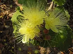 Blüten