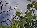 Blüten und gestielte, dreiteilige Blätter