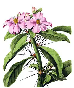 Pereskia bleo