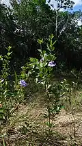 Periandra mediterranea (Brasilianisches Süßholz) (die Wurzel werden verwendet; nicht im Bild)