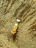 Periclimenes brevicarpalis auf der Teppichanemone (Stichodactyla haddoni)