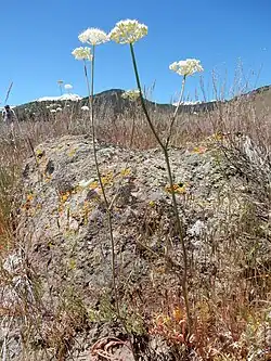 Yampa(h) (Perideridia gairdneri, Perideridia bolanderi u.&nbsp;a.) (die kleinen Knollen werden verwendet; nicht im Bild)