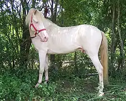 Weißisabell