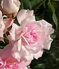 ‘Petite Léonie’, Soupert & Notting, 1892