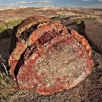Verkieseltes Holz