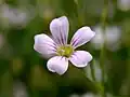 Steinbrech-Felsennelke (Petrorhagia saxifraga)