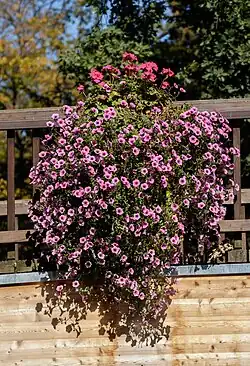 Garten-Petunie