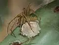 Weibchen der Gattung Peucetia mit Eikokon