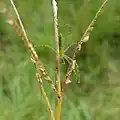 Ventralansicht