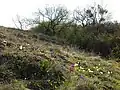 Trockenrasen im Vorfrühling