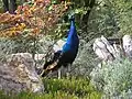 Pfau
