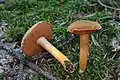 Pfeffer-Röhrling Chalciporus piperatus