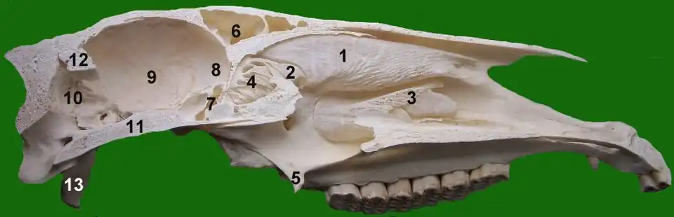 Sagittalschnitt durch einen Pferdeschädel. 1 obere, 2 mittlere, 3 untere Nasenmuschel