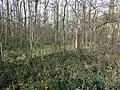 Bruchwald