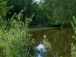 Moorteich im Randbereich
