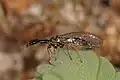 Phaeostigma notata, die Markante Kamelhalsfliege