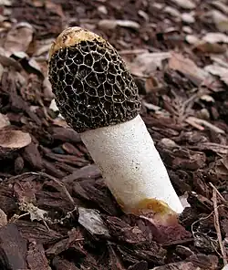 Dünen-Stinkmorchel Phallus hadriani