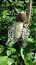 Phallus indusiatus