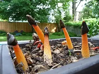 Orangerote Stinkmorchel Phallus rubicundus