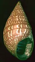 Phasianotrochus bellulus aus der Familie der Cantharidinae