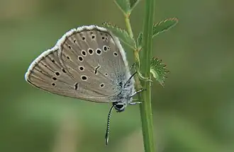 Heller Wiesenknopf-Ameisenbläuling