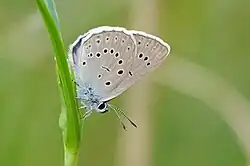 Heller Wiesenknopf-Ameisenbläuling