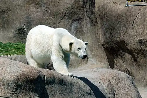 Eisbär