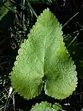 Laubblatt