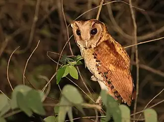 Maskeneule (Phodilus badius)